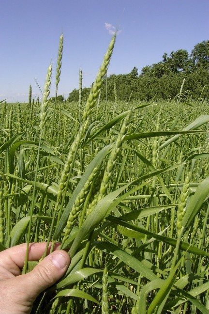 Developing Heads: Red Fife Landrace Wheat