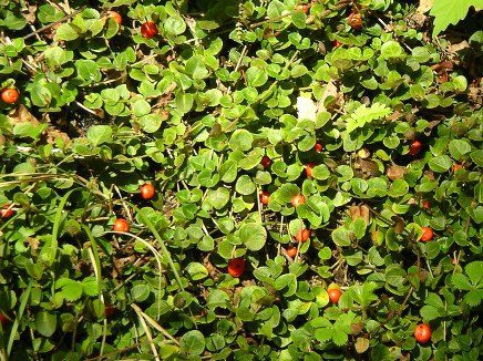 Edible Weeds: Partridgeberry