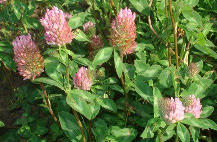 Edible Weeds: Red Clover