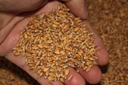 Gut Friendly Gluten: Grow Your Own Wheat