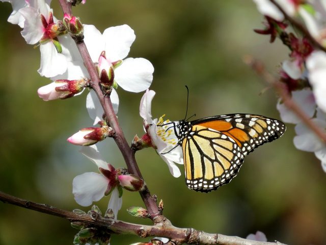 Does the Fungicide Threatening Bees Affect Monarch Butterflies Too?