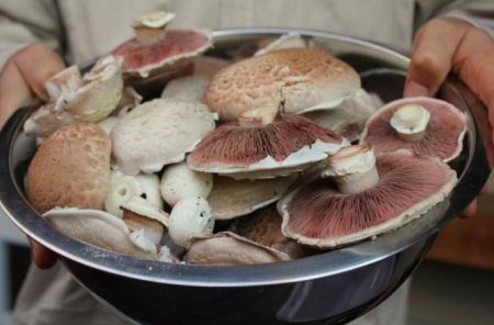 Freshly harvested mushrooms, and an abundant harvest grown at home too.