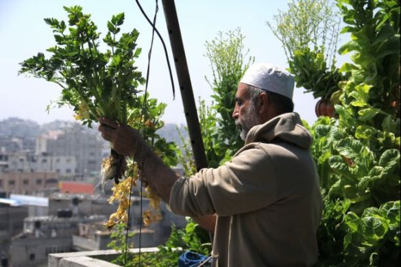 Gaza Urban Gardener, Abu Ahmed