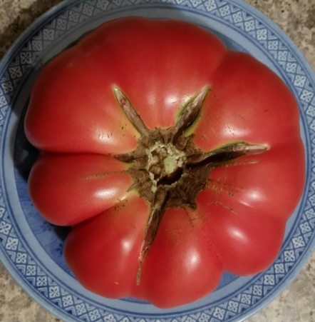 Gigantesque Tomatoes