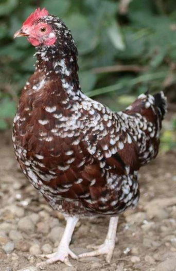 Great Layers - Speckled Sussex Hen