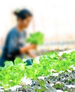 Grow Food 3x Faster with Hydroponics