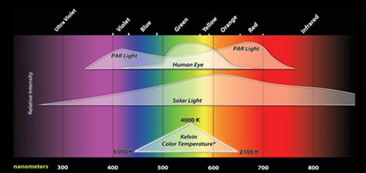Grow Light Spectrum Your REALLY Need