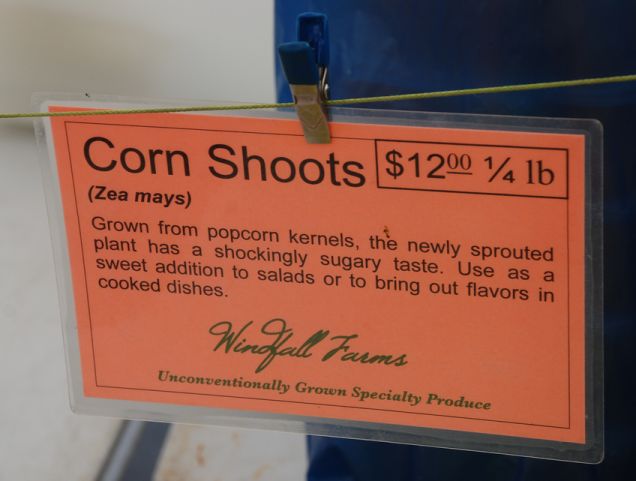 Growing Corn Shoots - Cheaper At Home!