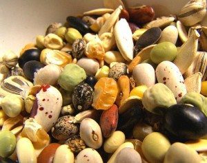 Heirloom seeds seem to be more colorful and interesting than new cultivars.