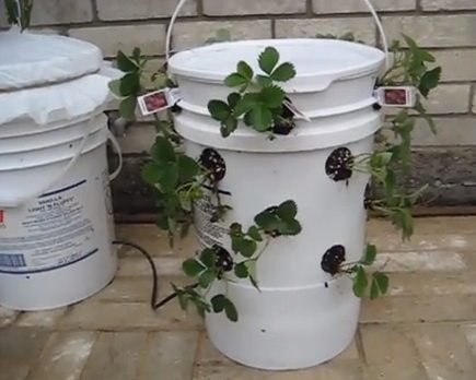 The infamous recycled 5-gallon bucket becomes a homemade self irrigating planter.