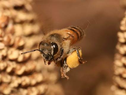 Honeybee Hauling Pollen