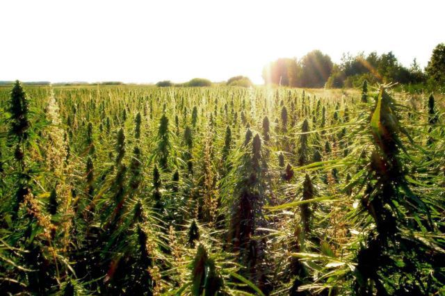 Industrial Hemp: Fast Growing Renewable Resource with 50,000 Uses