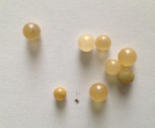 Seen This In Your Potting Mix?