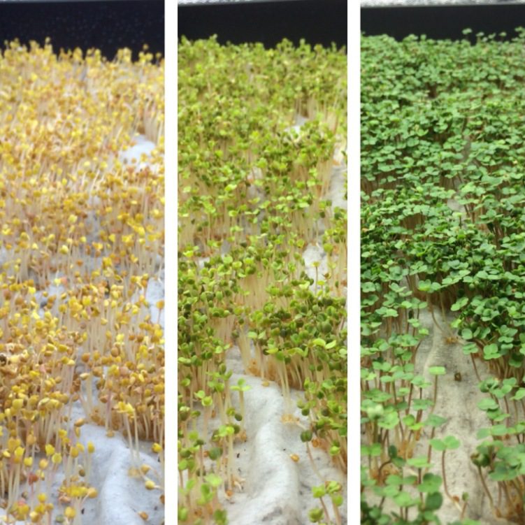 Rapid Seedling Etoliation in Kitchen Microgreens Farm