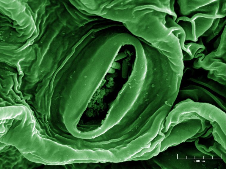 Lettuce Leaf with E. Coli Contamination