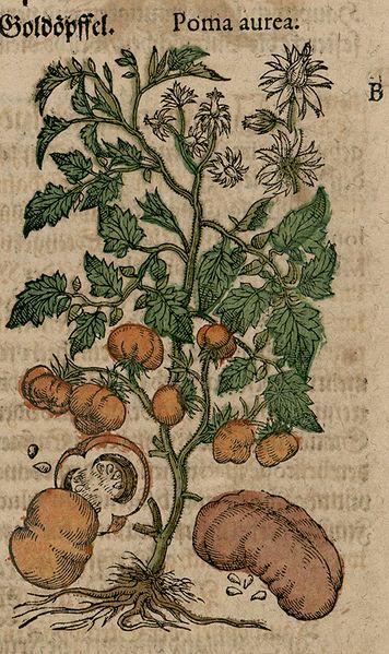 1544 Mattioli Commentaires Tomato Plate