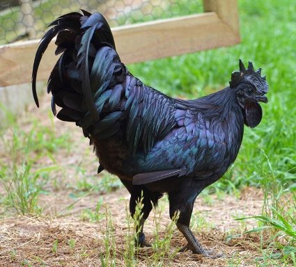 The world's most coveted chicken breed, Ayam Cemani.