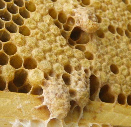 Neonicotinoid Pesticides Destroying Honey Bee Sperm