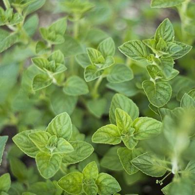 New Herbs to Grow: Nepitella