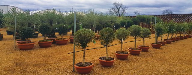 How to Grow an Olive Tree - Grow Organic