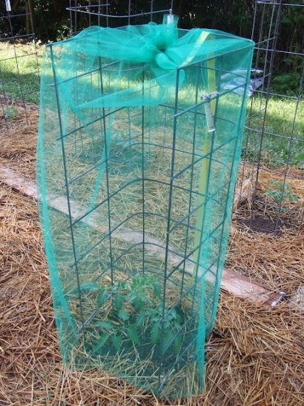 Caging: Plant Isolation for Seed Saving