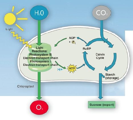 Plant Light Reactions & CO2