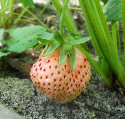 Exciting New Pineberries
