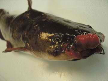 Potomac Fish Tumors: 2006