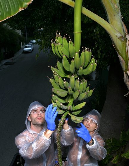 Public Bananas: Street Fruit is Organic (Fallen Fruit)