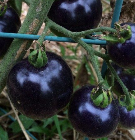 Purple Food to Grow: Indigo Apple Tomatoes