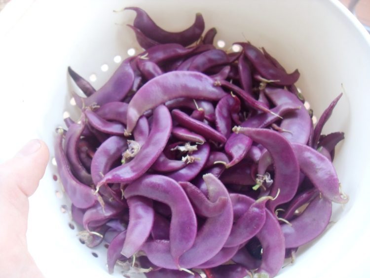 Purple Garden Beans! Asian Hyacinth Beans