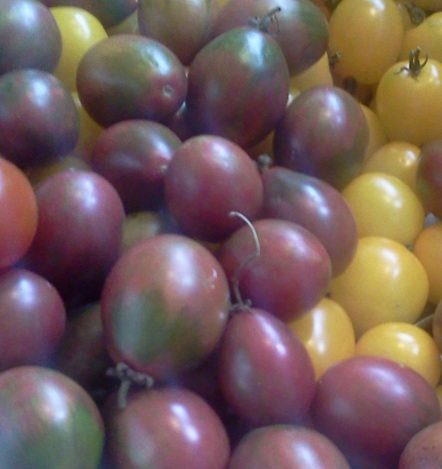Purple Haze Tomatoes (2014)