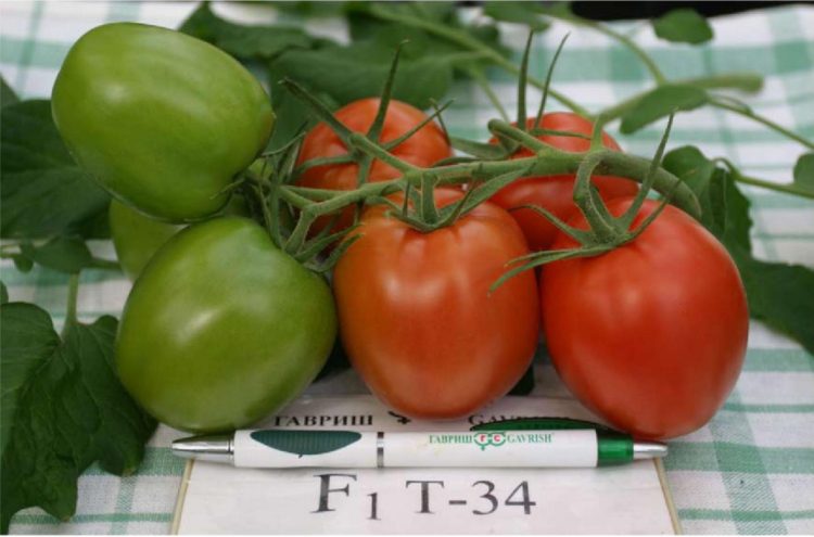 The Real T-34 Tomato: Russia's Organic Indoor Farming Star