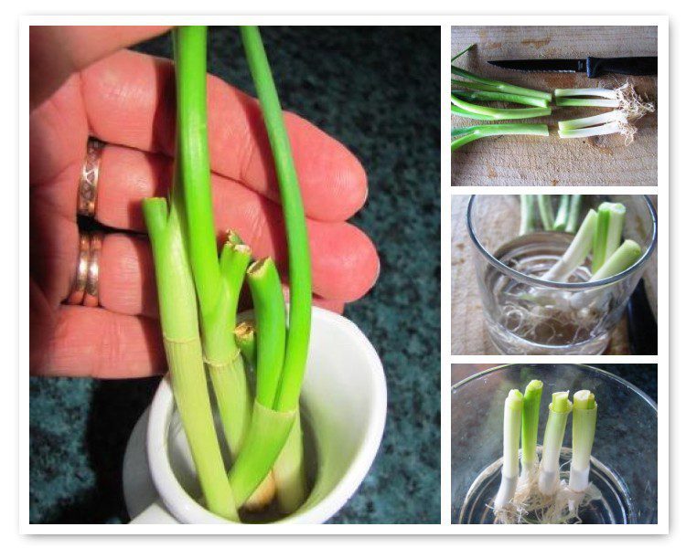 Regrowing Spring Onions is Super Simple