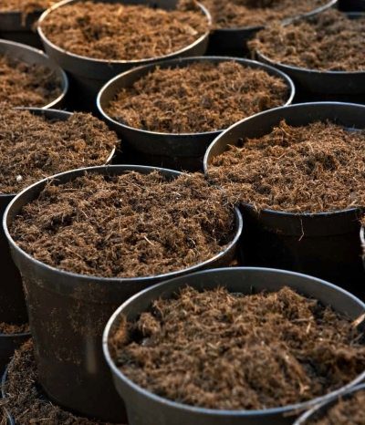 Reusing Potting Soil Builds Biological Diversity for Plant Roots