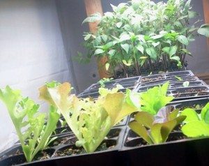 Same Lettuce Grown Under Lights