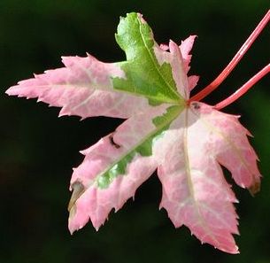 Acer palmatum - a.k.a. Japanese Maples have super similar leaf shape to that prehistoric leaf.
