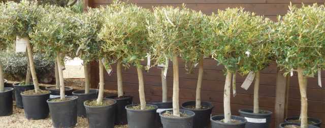 5 Reasons to Grow an Olive Tree