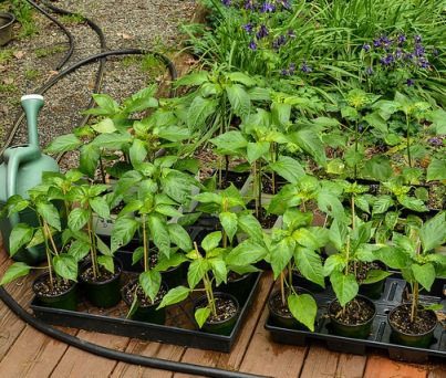Starting Seeds: Cost Effective Methods = Better Plants