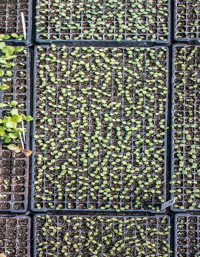 Starting Seeds: Trays Reduce Potting Mix Waste
