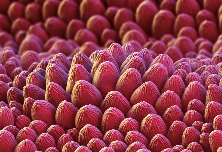 Magnified Rose Petal: Surface Warts Make Them Velvety Looking