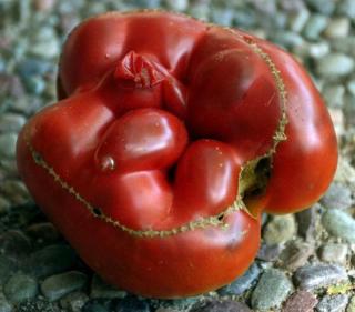 Exposure to cold weather damages tomato flowers, causing catfacing, but they're still edible.
