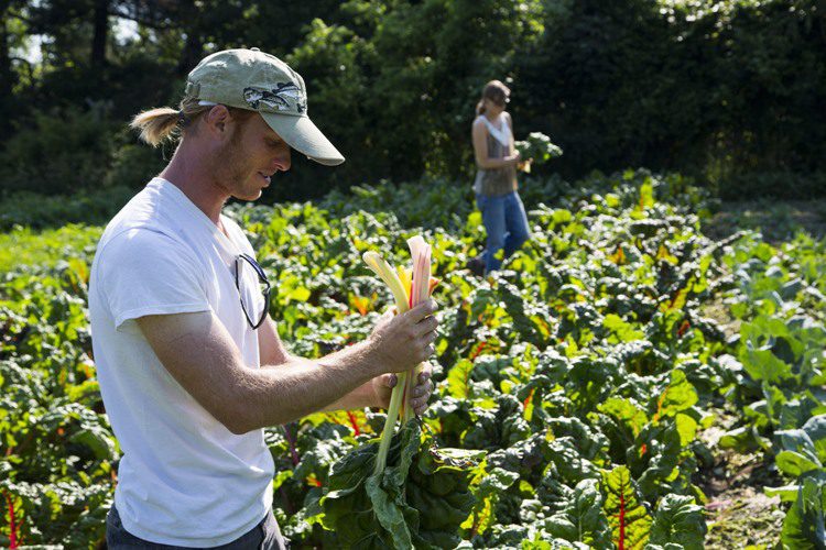 Urban Farming Cooperatives: Our Harvest, Cincinnati
