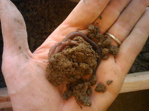Vermiculture: Homemade Compost Tea and Worm Castings
