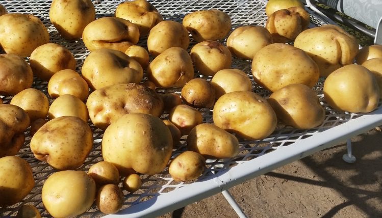 Why do growing potatoes crack? It's a moisture problem.
