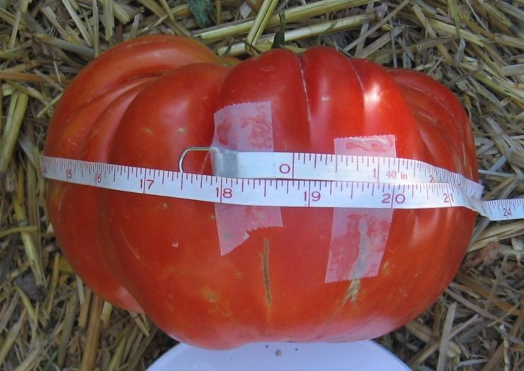 19 Inch Girth! Big Zac Tomato