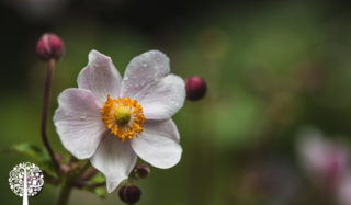 A white fall anemone in focus with an out of focus green background.