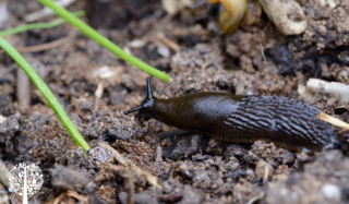 A common garden slug on soil.