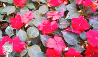 Pink wallariana impatiens with dark green leaves.