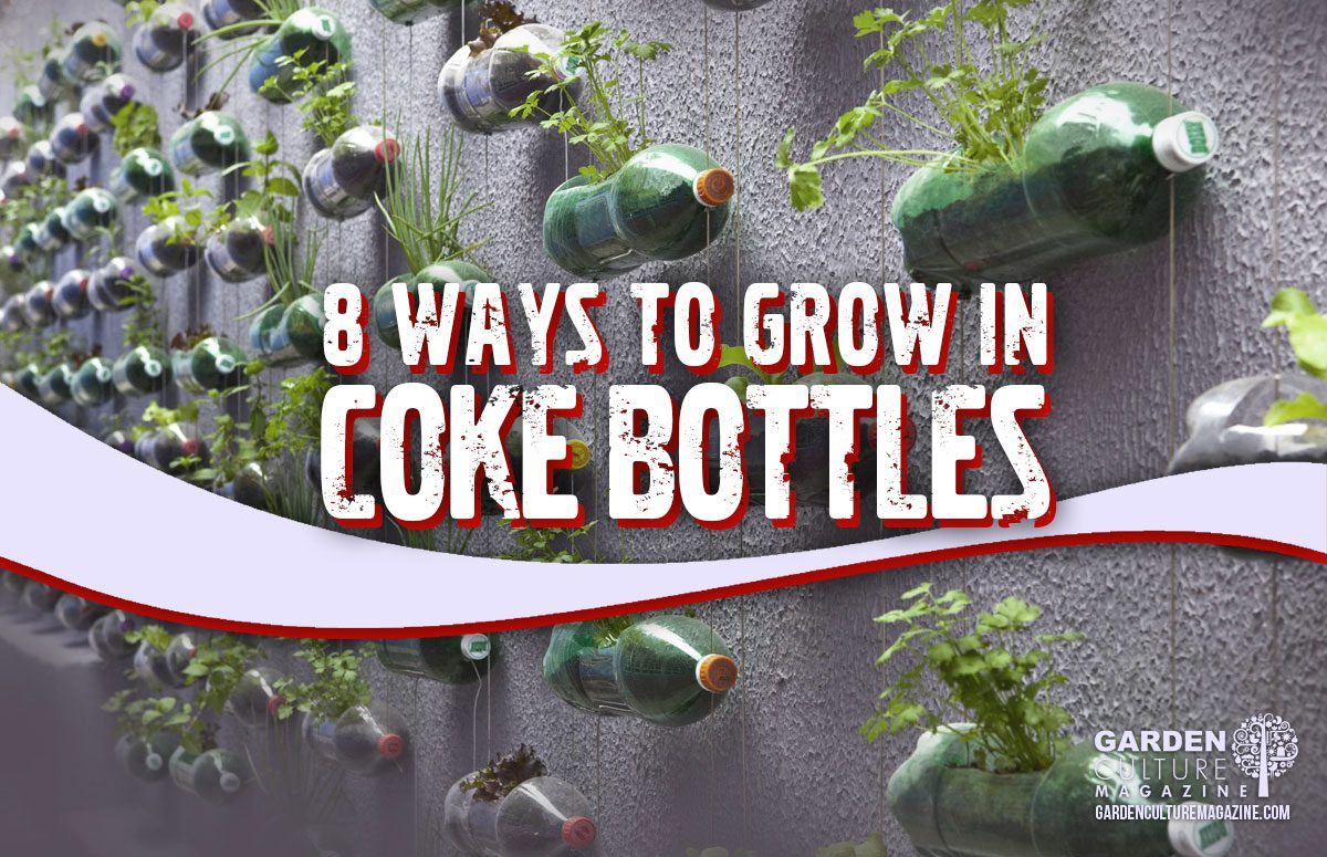 Grow in coke bottles